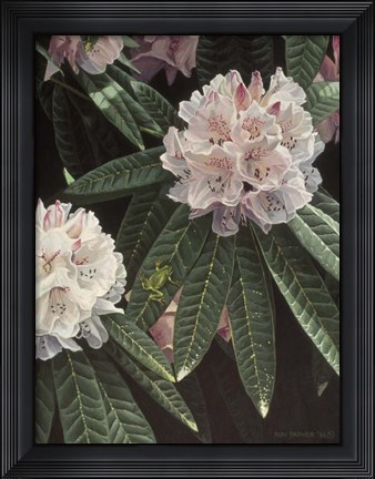 Framed Rhododendron Print