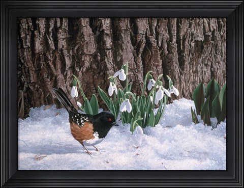 Framed Snowdrops Print
