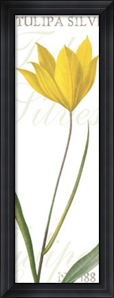 Framed Tulipa Silvestris Print