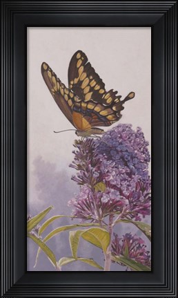 Framed Giant Swallowtail Print