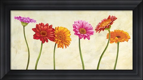 Framed Gerberas Print
