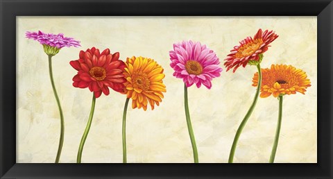 Framed Gerberas Print