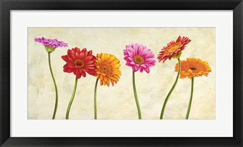 Framed Gerberas Print