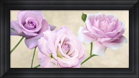 Framed Rose Classiche Print