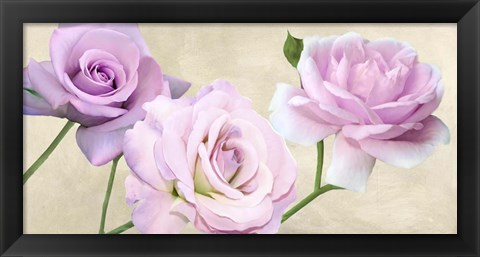 Framed Rose Classiche Print
