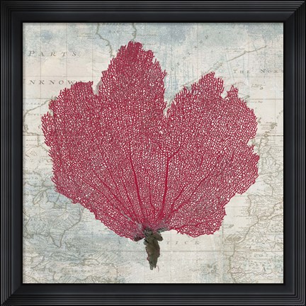 Framed Fan Coral Print