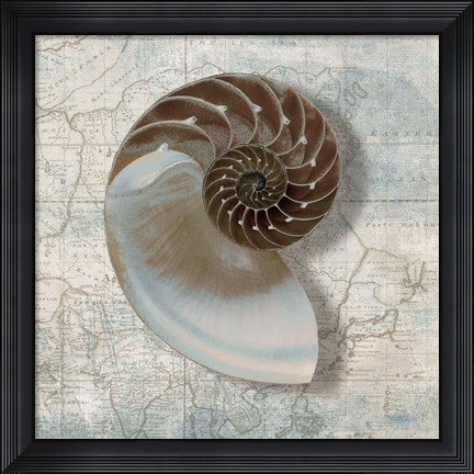 Framed Nautilus Print