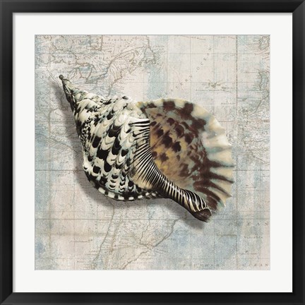 Framed Sea Shell Print