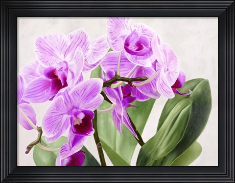 Framed Orchidee Selvagge Print