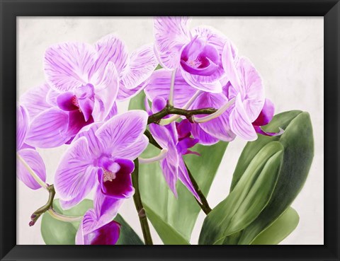 Framed Orchidee Selvagge Print