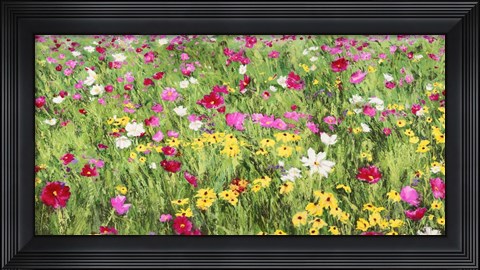 Framed Field of Flowers Print
