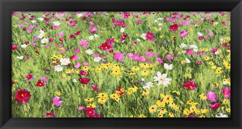 Framed Field of Flowers Print