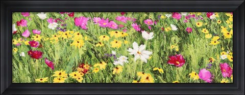 Framed Field of Flowers (Detail) Print