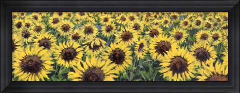 Framed Girasoli (Detail) Print