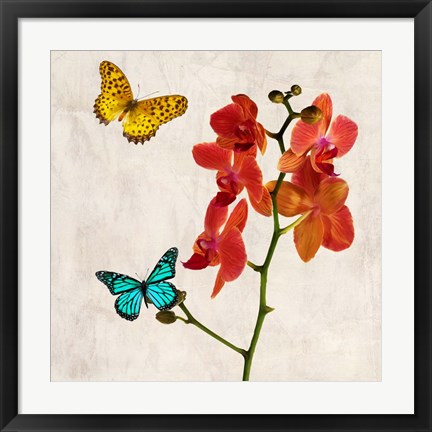 Framed Orchids &amp; Butterflies II Print