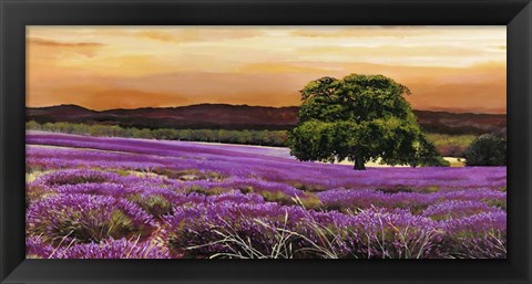 Framed Campo di Lavanda Print