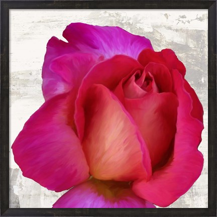 Framed Spring Roses III Print
