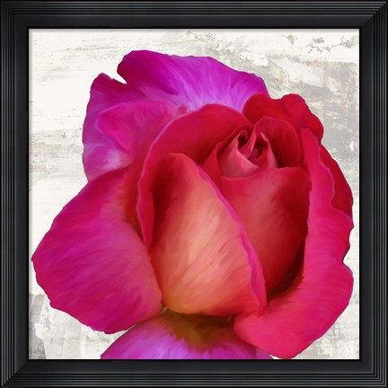 Framed Spring Roses III Print