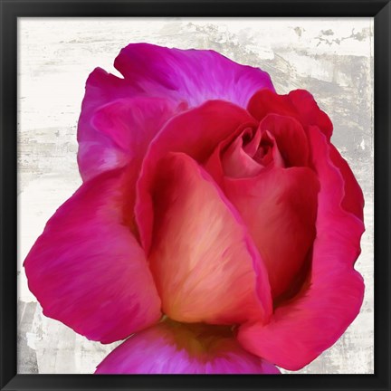 Framed Spring Roses III Print