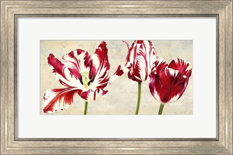 Framed Tulipes Royales Print