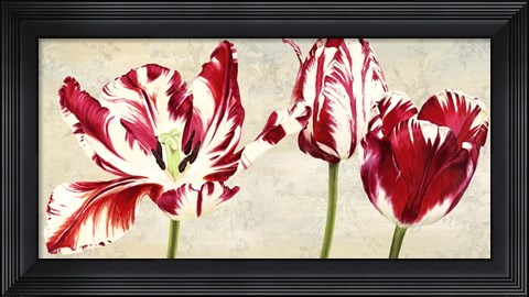 Framed Tulipes Royales Print