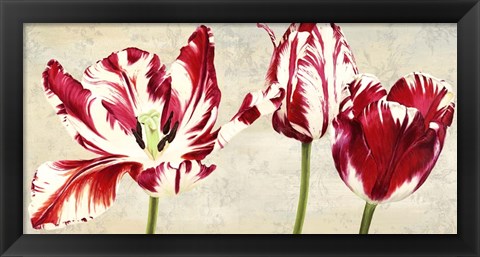 Framed Tulipes Royales Print