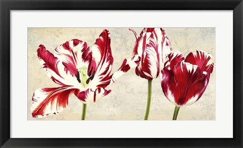 Framed Tulipes Royales Print