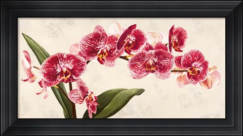Framed Purple Queens Print