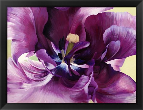 Framed Purple Tulip Close-up Print