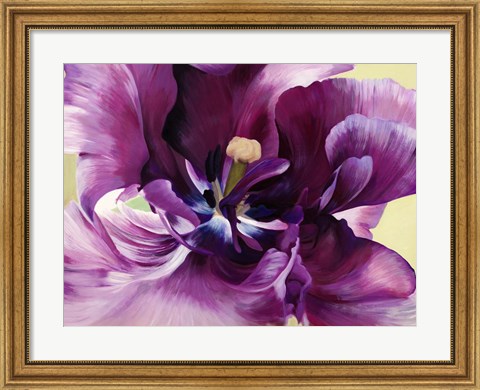 Framed Purple Tulip Close-up Print