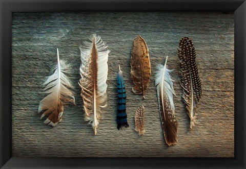 Framed Feather Collection I Print