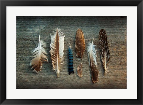 Framed Feather Collection I Print