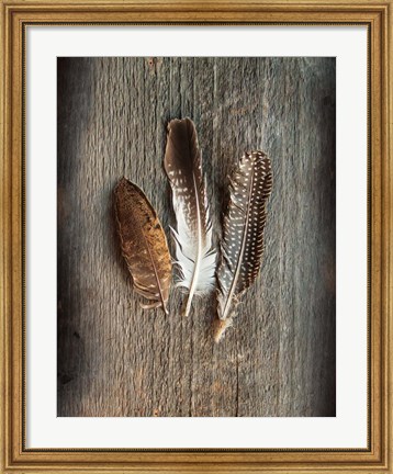 Framed Feather Collection II Print