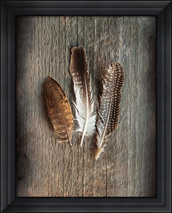 Framed Feather Collection II Print