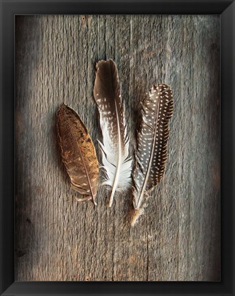 Framed Feather Collection II Print