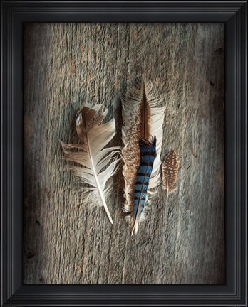 Framed Feather Collection III Print