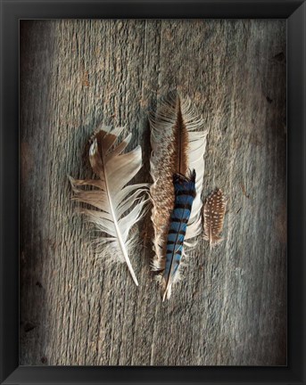 Framed Feather Collection III Print