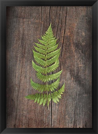 Framed Woodland Fern I Print