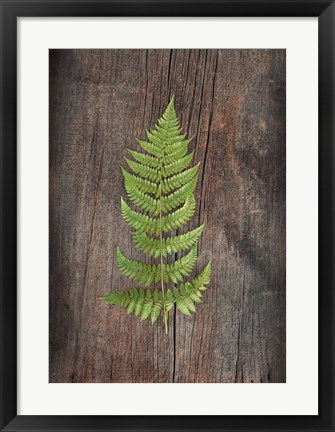 Framed Woodland Fern I Print