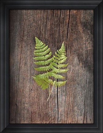 Framed Woodland Fern II Print