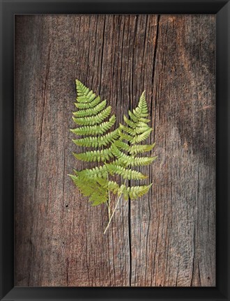 Framed Woodland Fern II Print