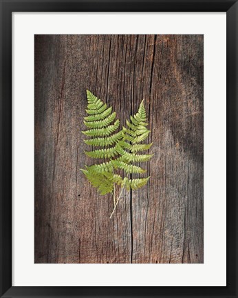 Framed Woodland Fern II Print