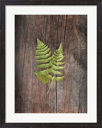 Framed Woodland Fern II Print