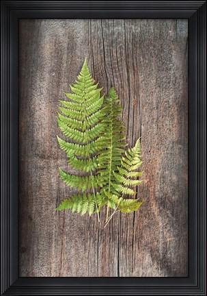 Framed Woodland Fern III Print