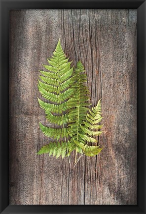 Framed Woodland Fern III Print