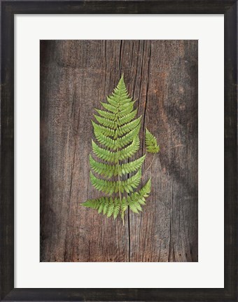 Framed Woodland Fern IV Print
