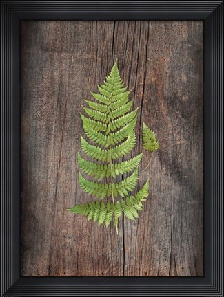 Framed Woodland Fern IV Print