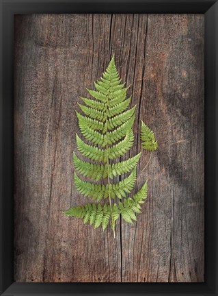 Framed Woodland Fern IV Print