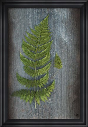 Framed Woodland Fern V Print
