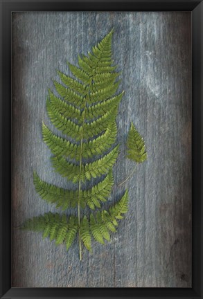 Framed Woodland Fern V Print